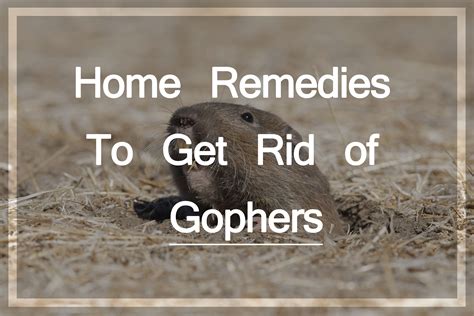 Get rid of gophers. Things To Know About Get rid of gophers. 